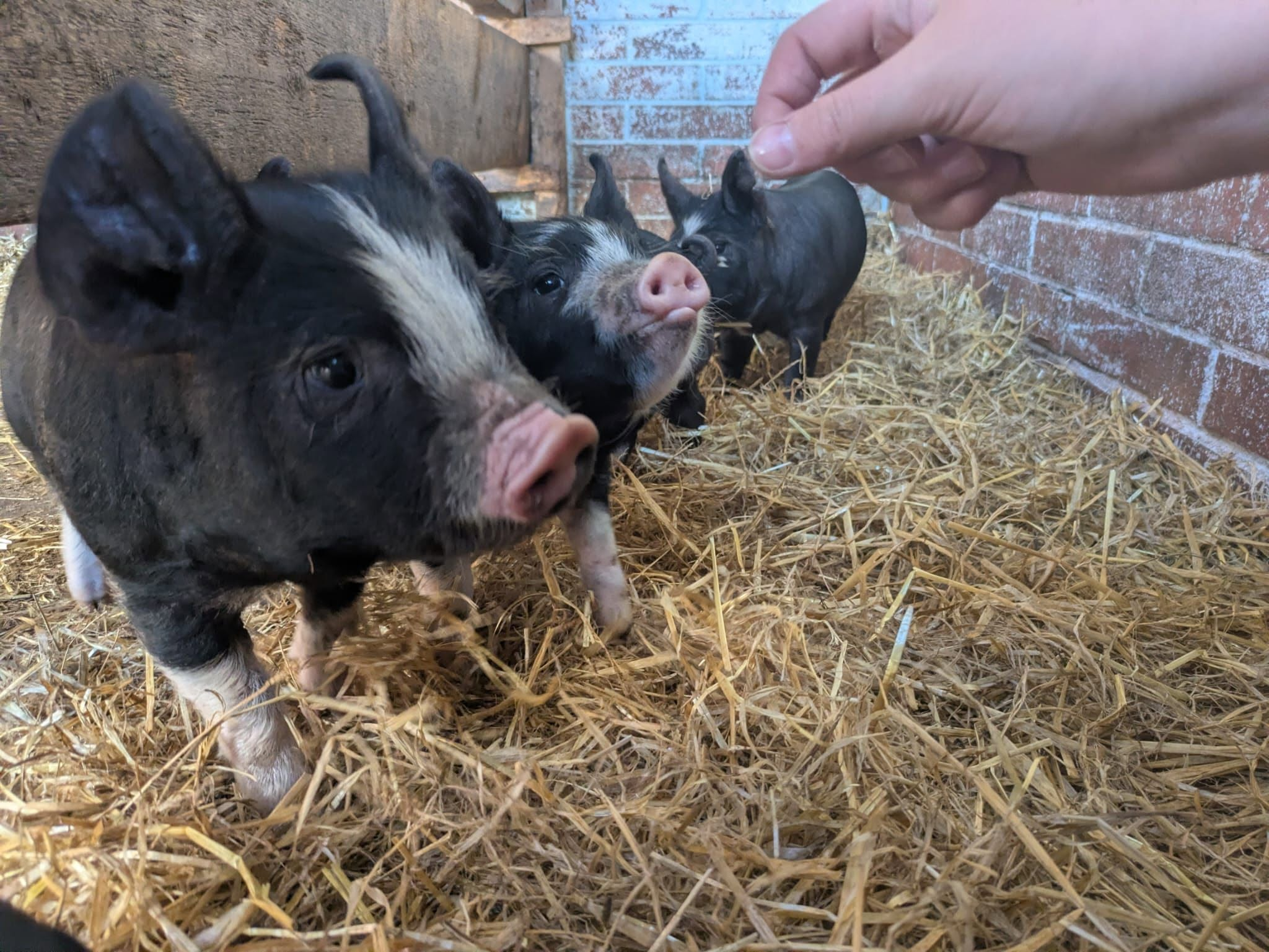 Meet our new piglets! Lux, one of our female Berkshire pigs gave birth to 6 healthy piglets on the 4th of May